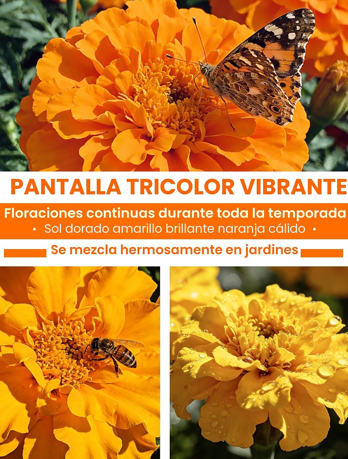 Semillas caléndula tricolor alta germinación para jardín