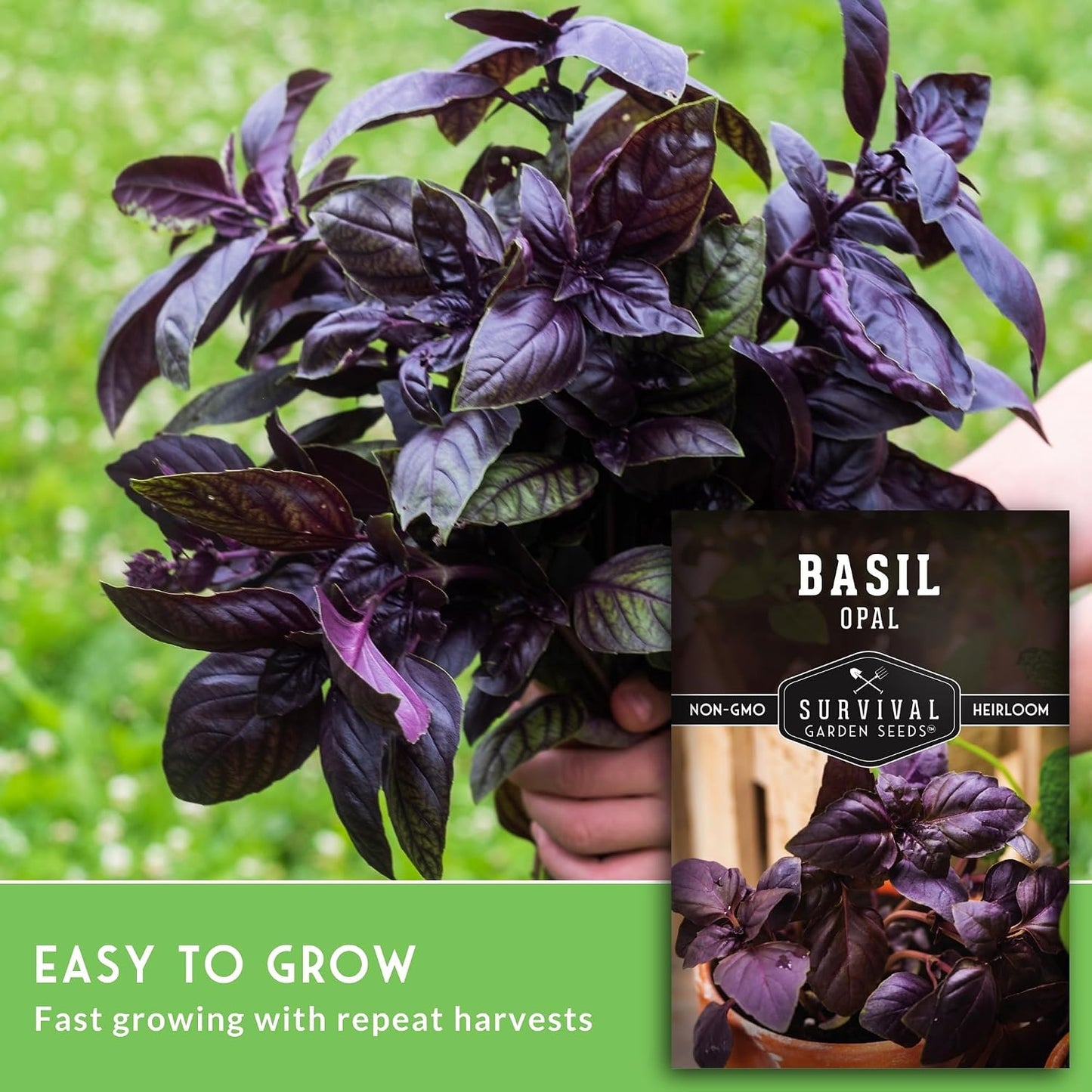 Semilla albahaca morada 5 paquetes con instrucciones