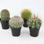 Surtido plantas cactus y suculentas vivas 4 pzas