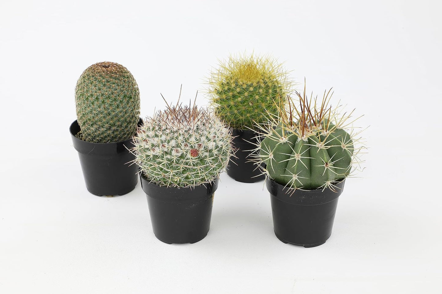 Surtido plantas cactus y suculentas vivas 4 pzas