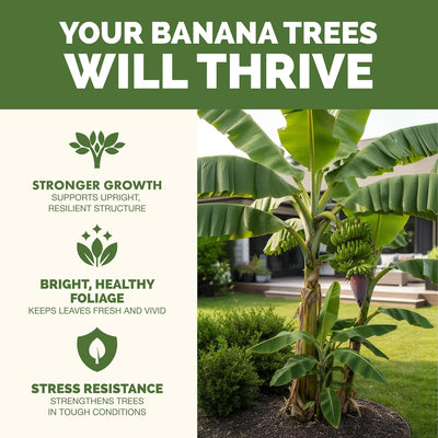 Fertilizante líquido para árbol plátano 8oz