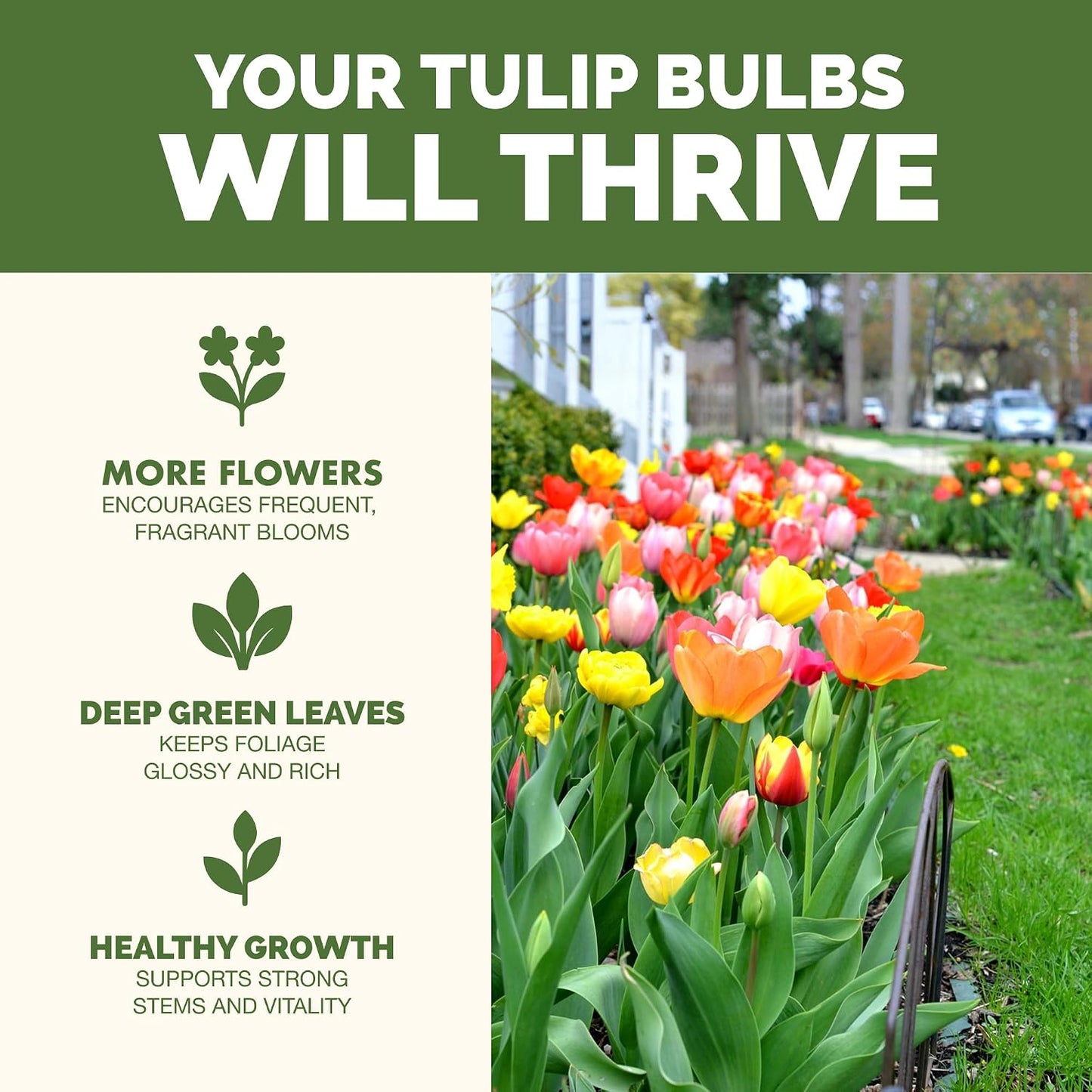Fertilizante líquido para bulbos de tulipán 8oz