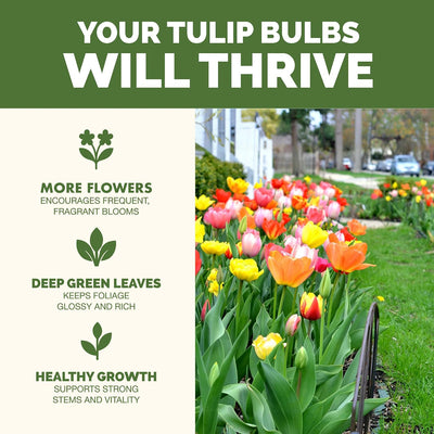 Fertilizante líquido para bulbos de tulipán 8oz