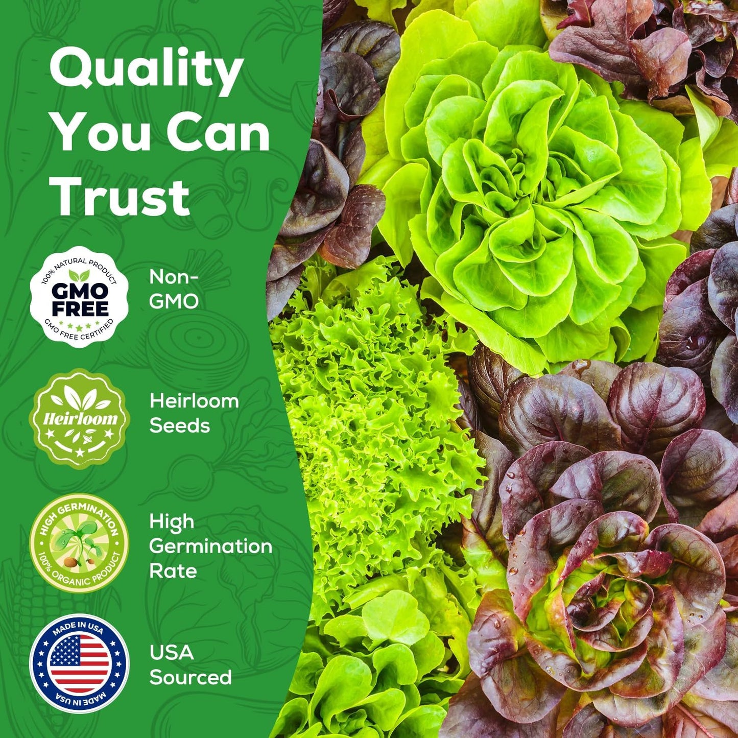 Semillas lechuga Heirloom 10 variedades jardín hidropónico