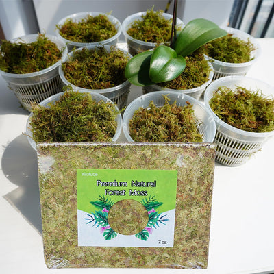 Musgo orquídea 7oz suelo para macetas terrario reptiles decoración