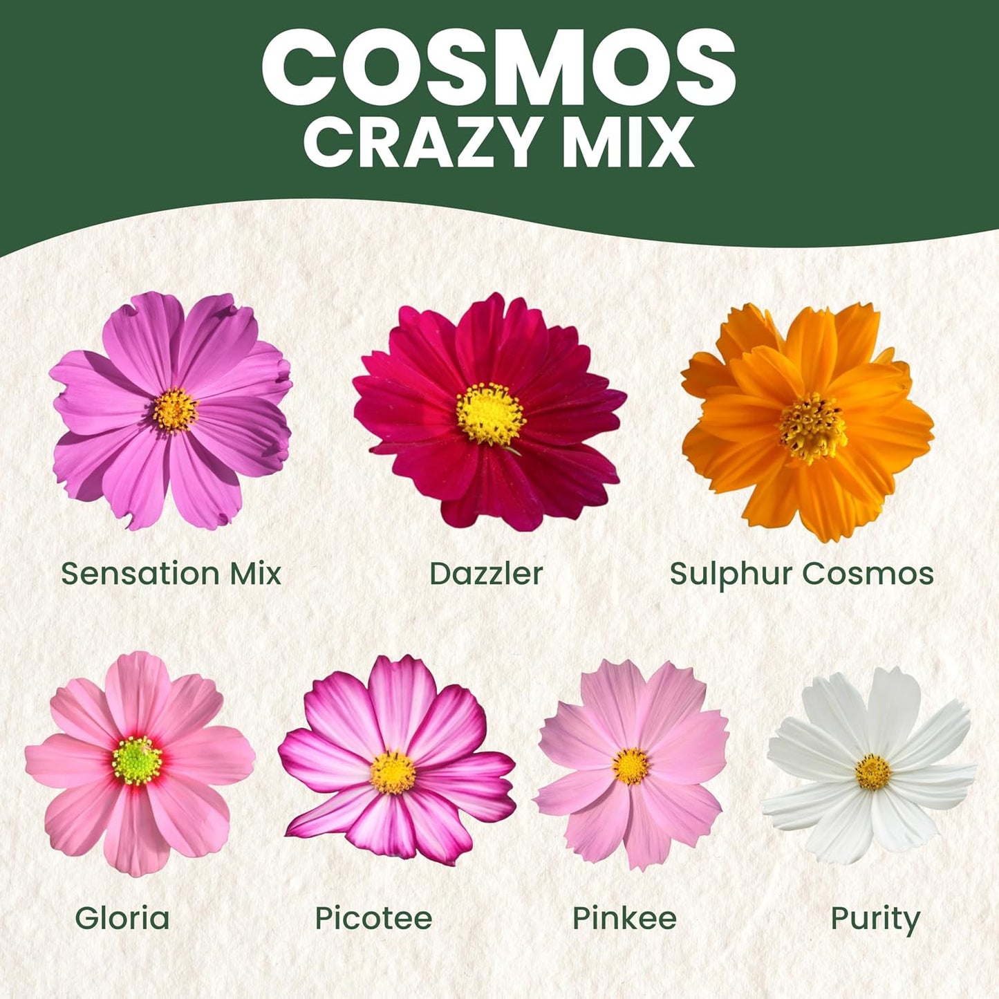 Sobre grande 0.18oz 600 semillas cosmos bipinnatus