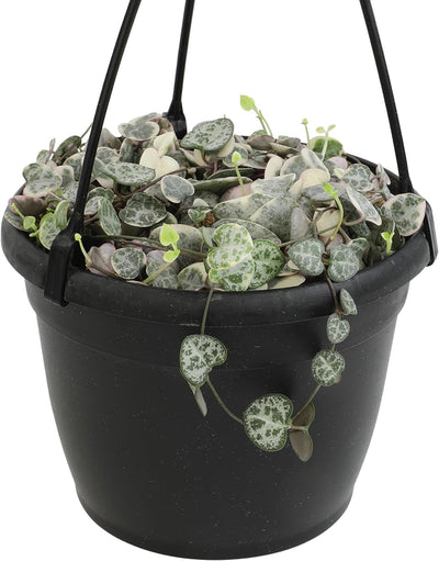 Cesta colgante cadena corazones Ceropegia vivas