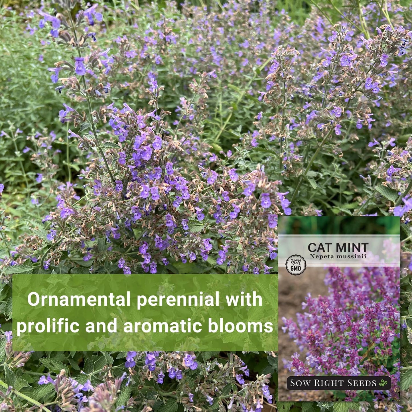 Semillas menta para gatos Nepeta fácil de cultivar
