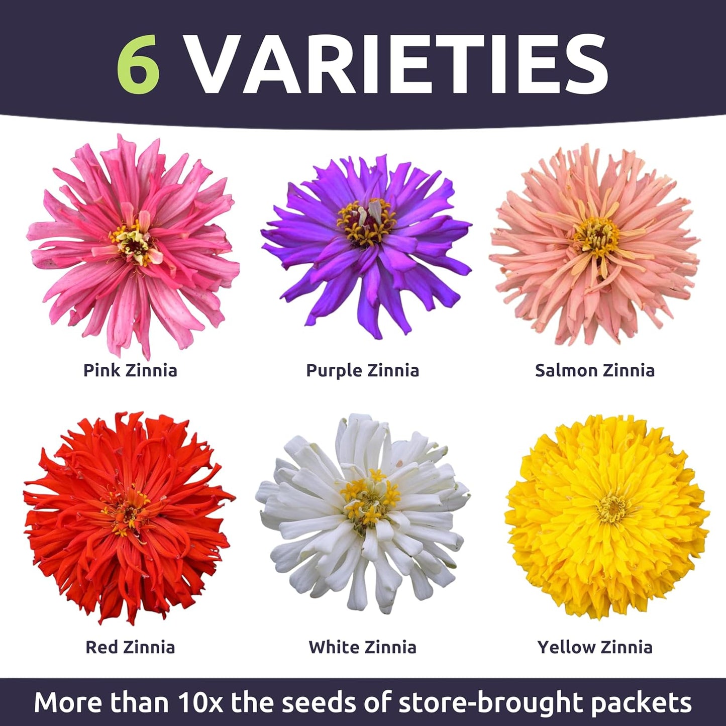 Paquete 1oz 4000 semillas Zinnia elegans