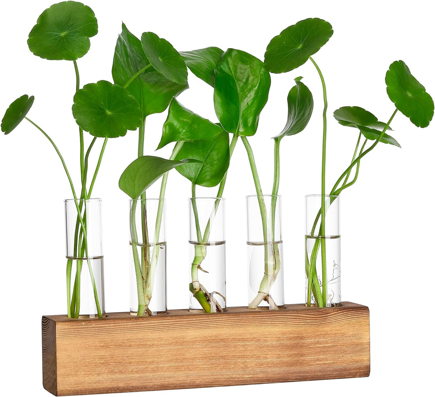 Soporte terrario madera decoración escritorio