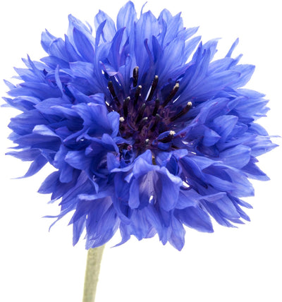 1000 Semillas Centaurea Cyanus Azul Enano para Plantar