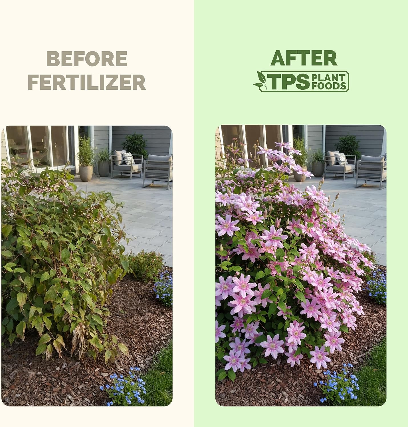Alimento líquido para clematis 8oz más floraciones