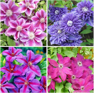 Semillas Clematis mixtas para jardín al aire libre