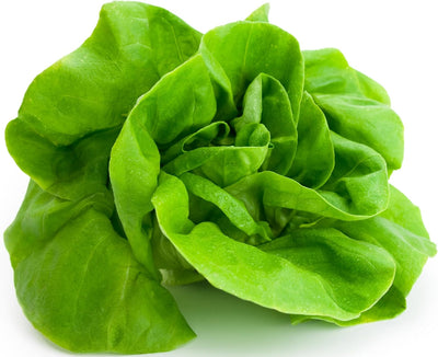 Semillas lechuga Tom Thumb 5pulg tipo Butterhead Bibb