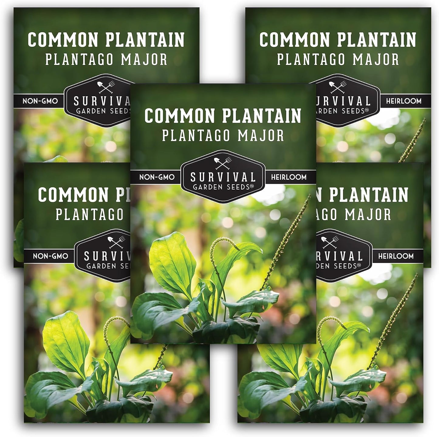 Semillas plátano común hierba medicinal jardín