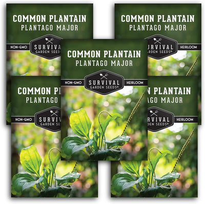 Semillas plátano común hierba medicinal jardín