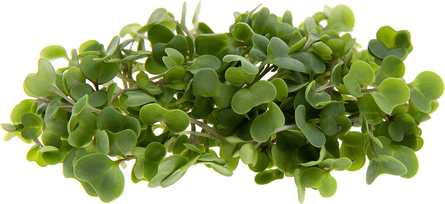 Semillas Microgreen Sulforaphane para cultivo en bandejas