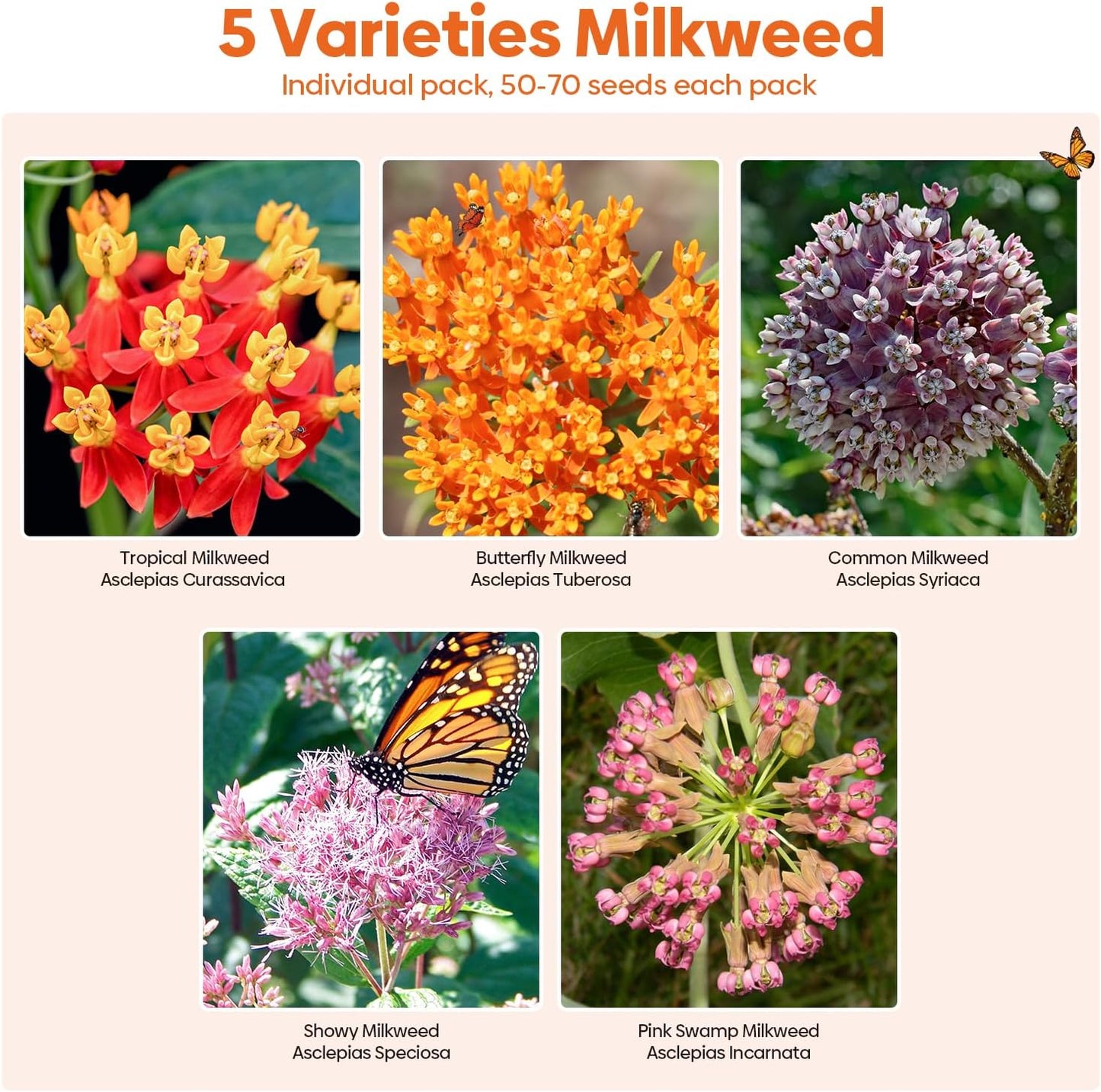 Semillas algodoncillo para mariposas monarca paquete 5