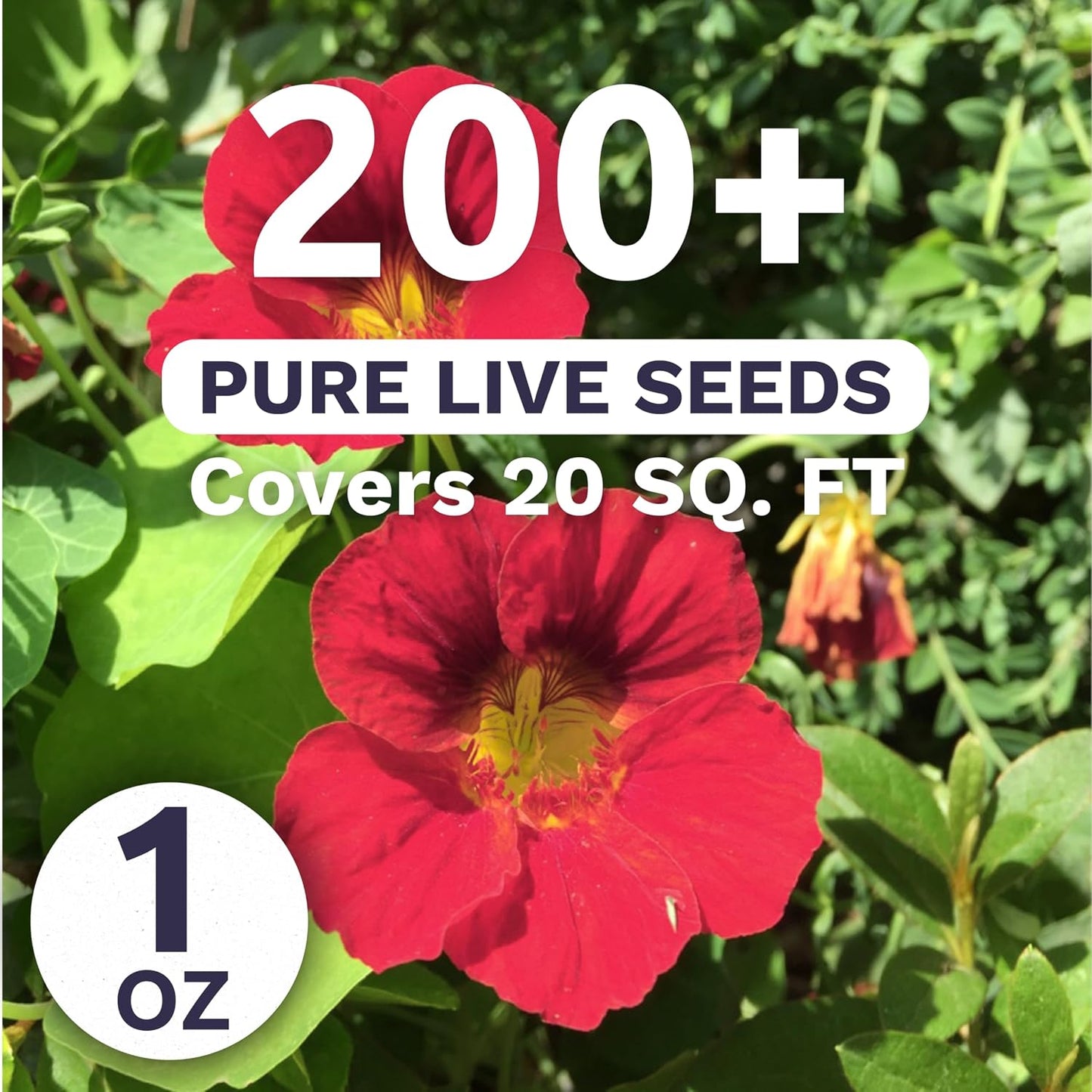 Paquete 200 semillas Tropaeolum majus 1oz