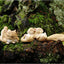 Estatua hadas terrario ardillas durmientes 1.25x4.25pulg
