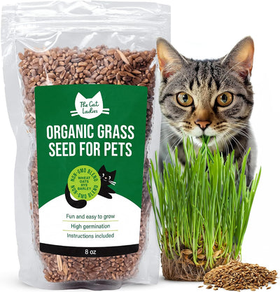 Semillas césped para gato 100% orgánicas