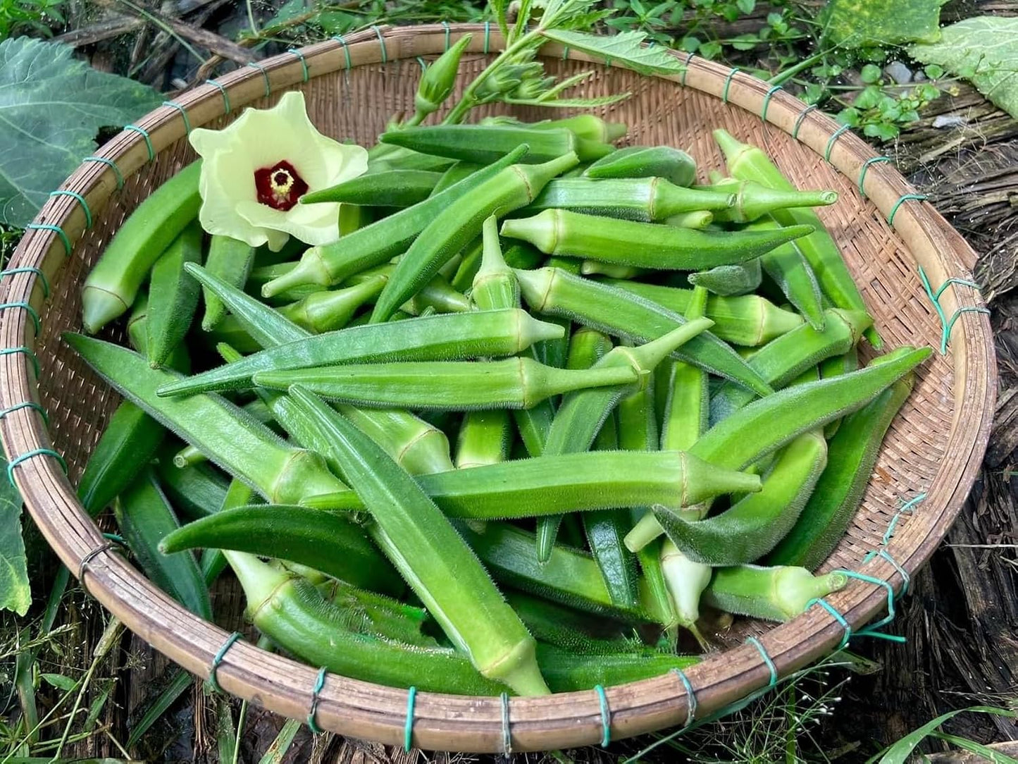 100 Semillas Okra Orgánicas 99% Germinación Fabricado EE.UU.