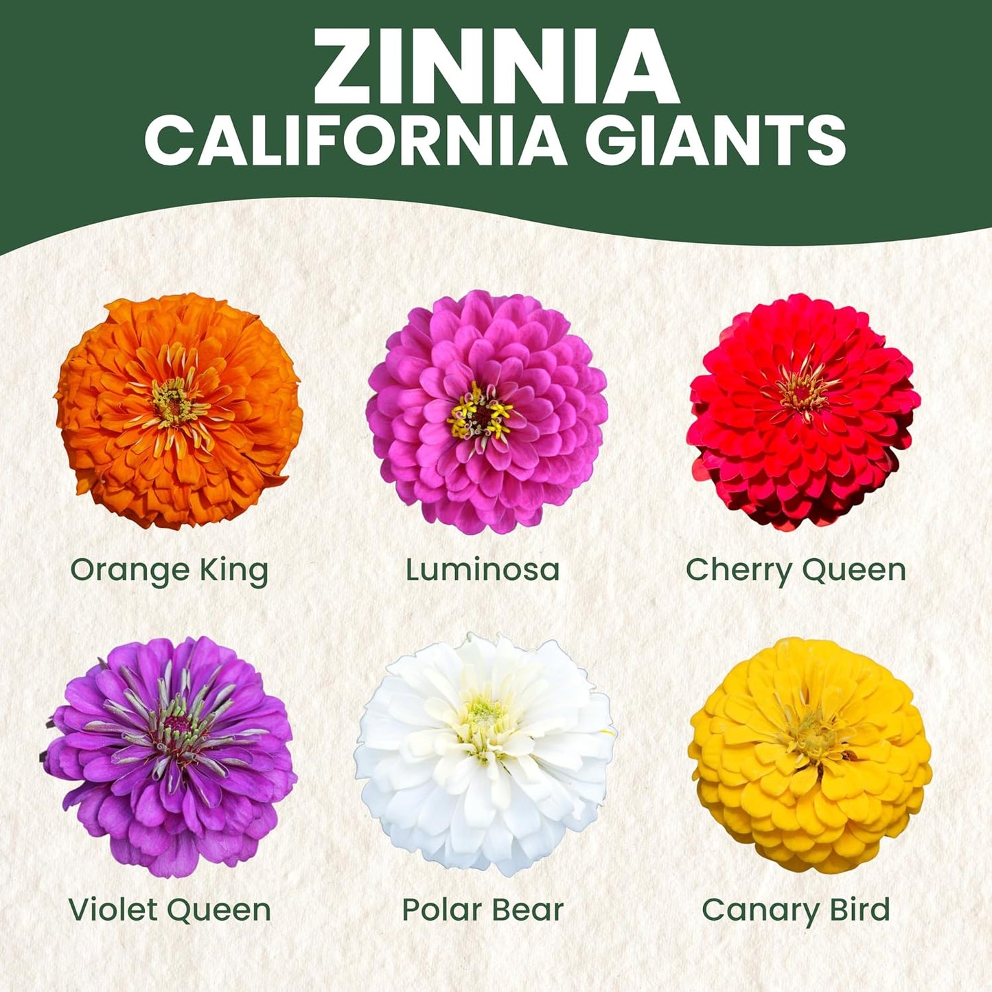 Semillas Zinnia California Giants 250 unidades