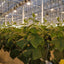 10 Ganchos Soporte Tomate Cuerda 32.8ft Blanco
