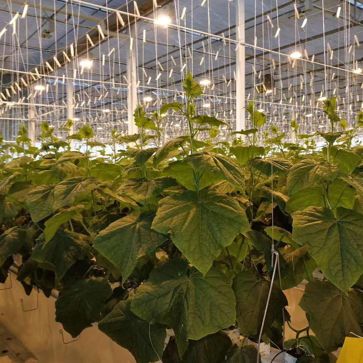 10 Ganchos Soporte Tomate Cuerda 32.8ft Blanco