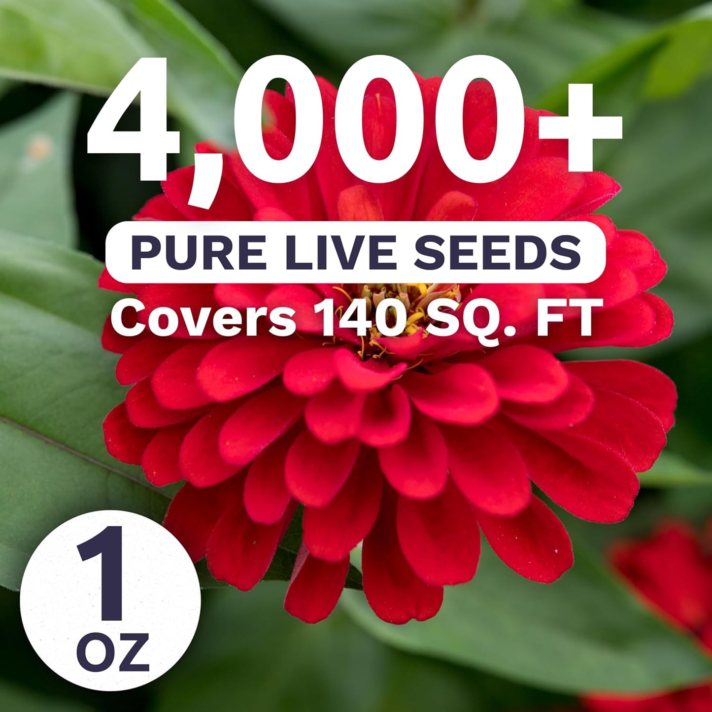 Paquete 4000 semillas Zinnia Cherry Queen