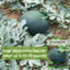 Semillas sandía Black Diamond para plantar en jardín