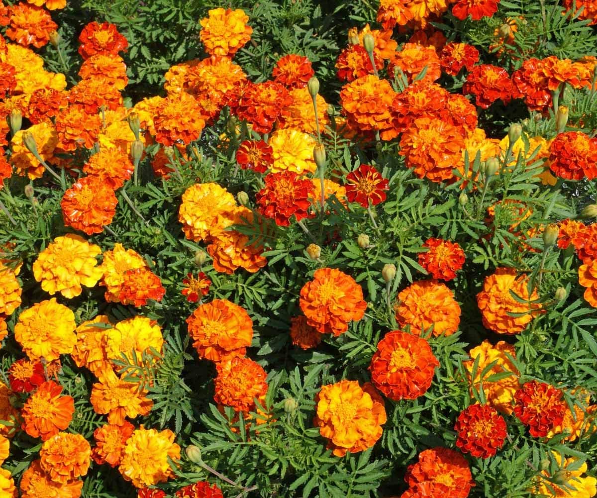 1500 semillas caléndula francesa no transgénicos abeja polinizadora