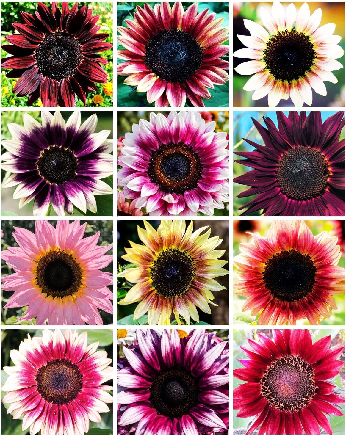 100 semillas girasol rosa fresa híbridos sin OGM para mariposas