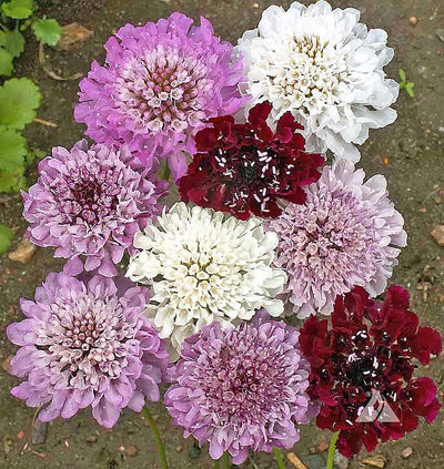 Semillas mixtas alfiletero scabiosa 280 imperial sin OMG