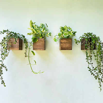 Cajas plantadoras madera 4x4 pulg set 4 para pared y colgar