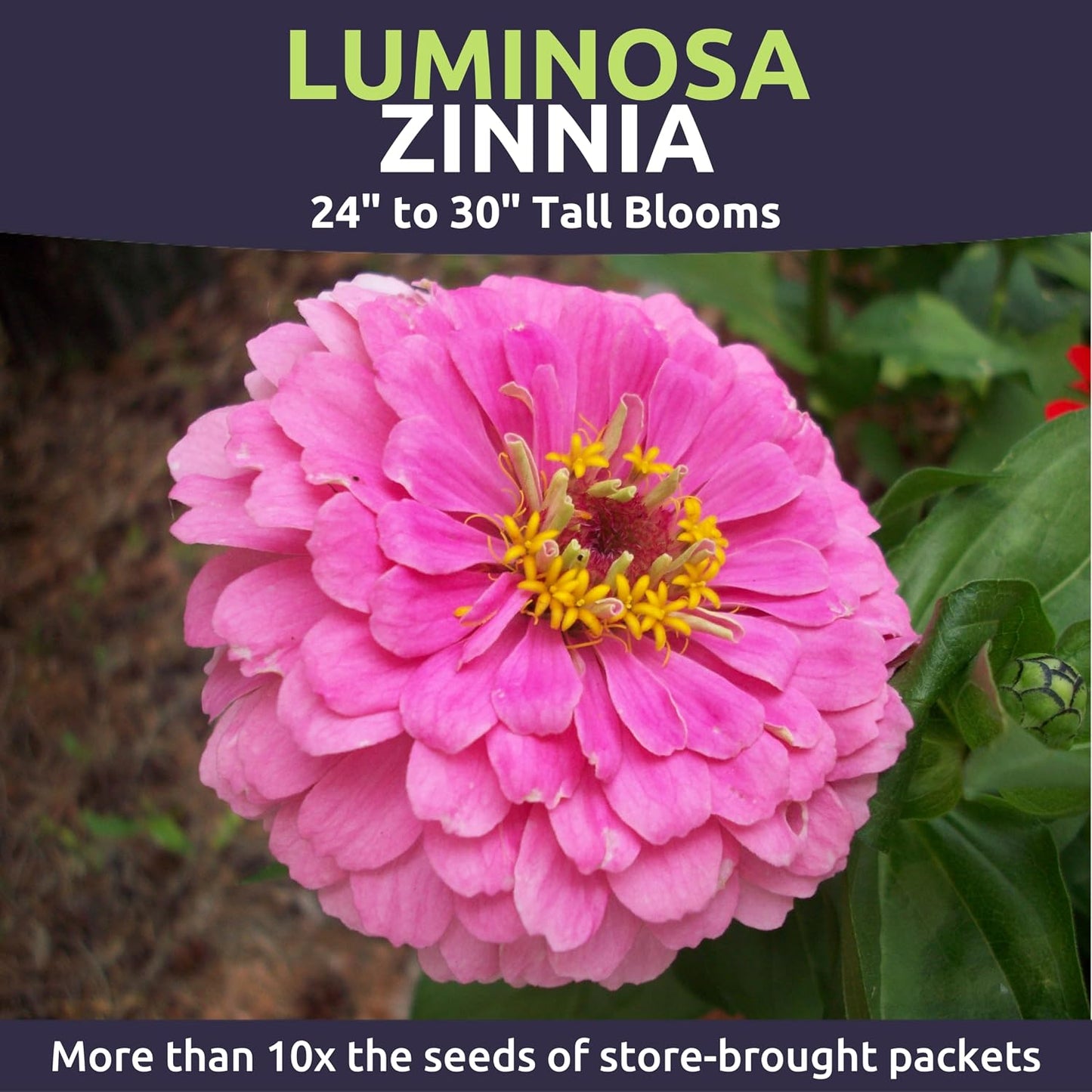 Paquete 4000 semillas Zinnia elegans 1oz