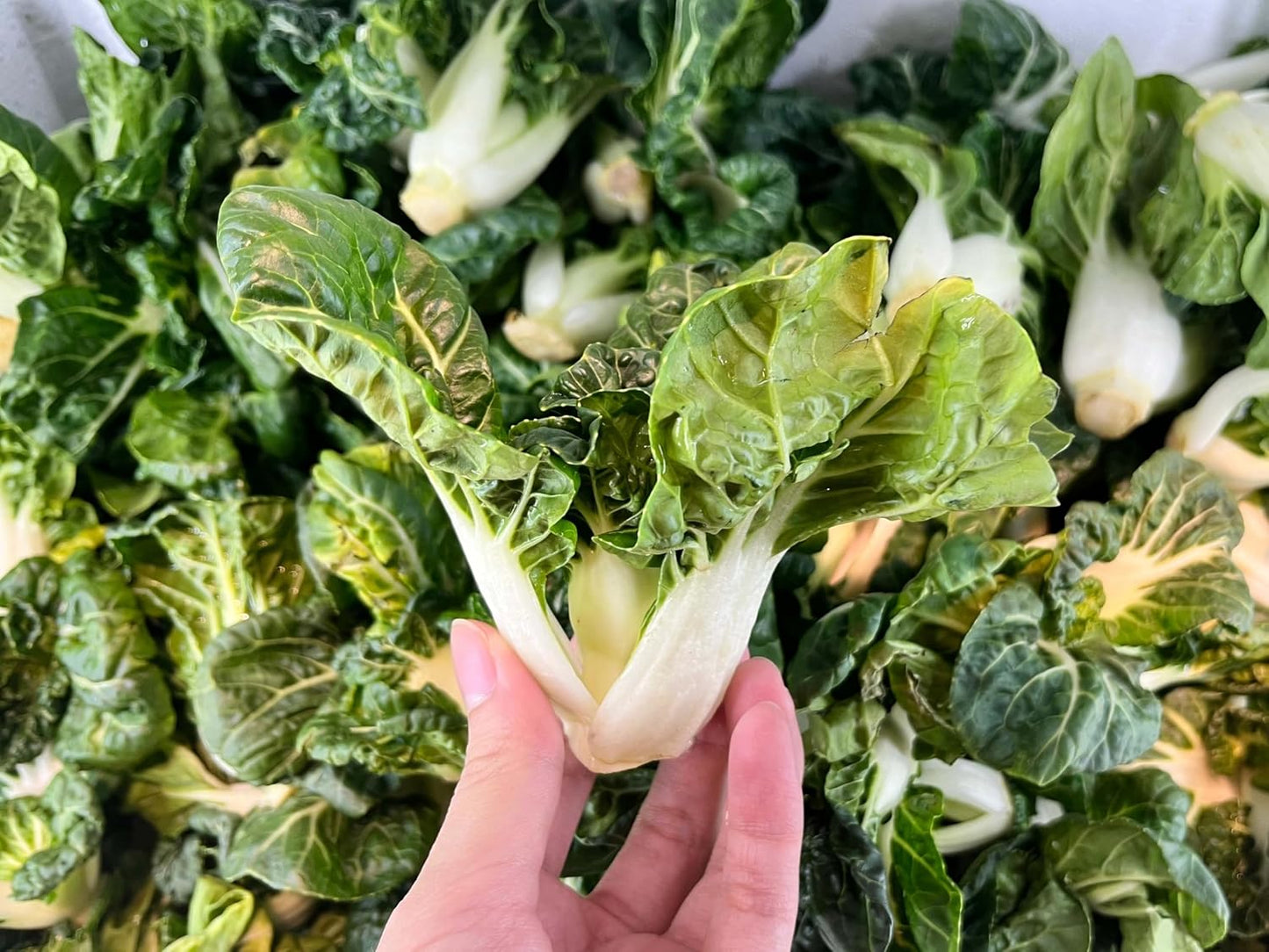1000 semillas Bok Choy enanas para plantar embalaje impermeable