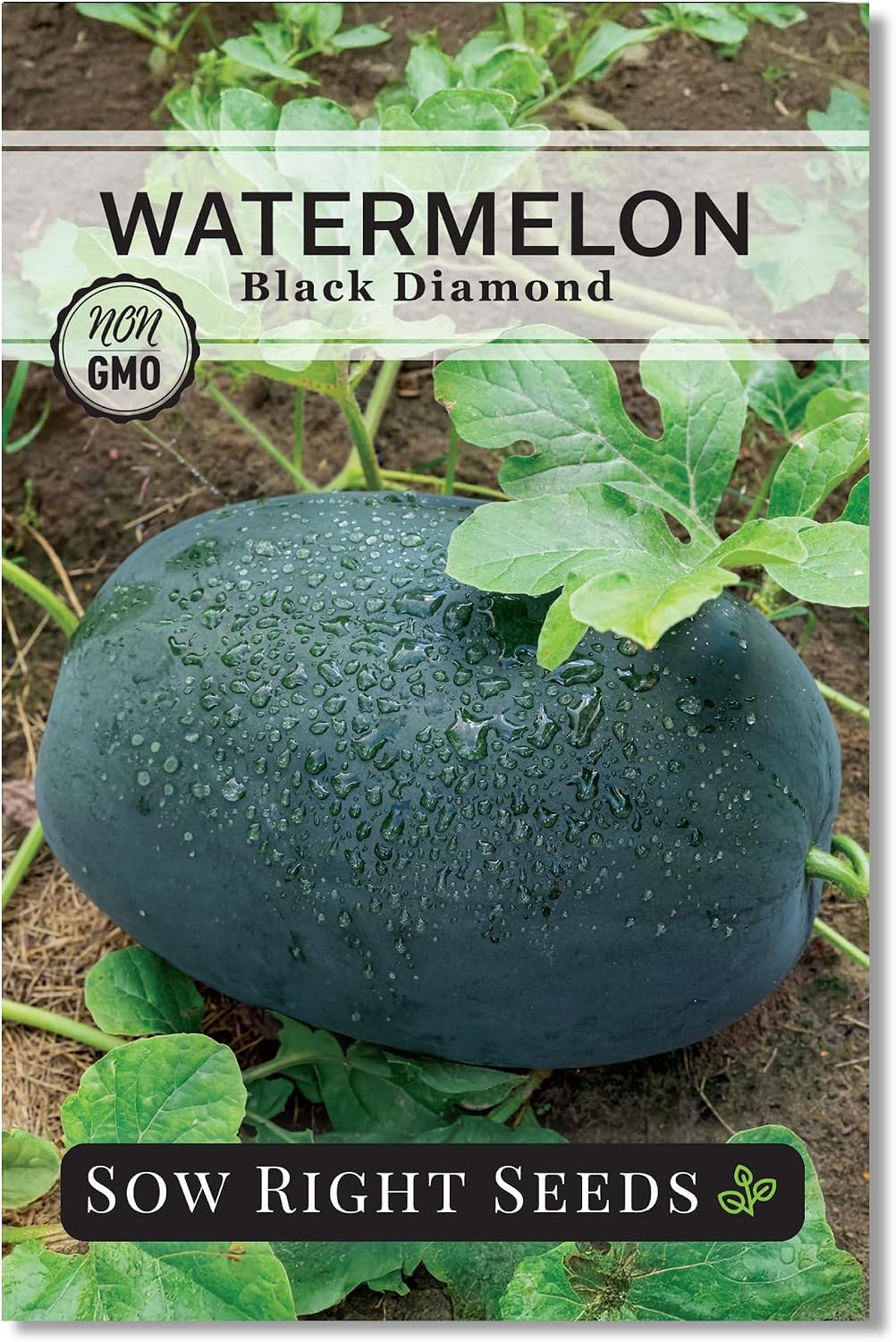 Semillas sandía Black Diamond para plantar en jardín