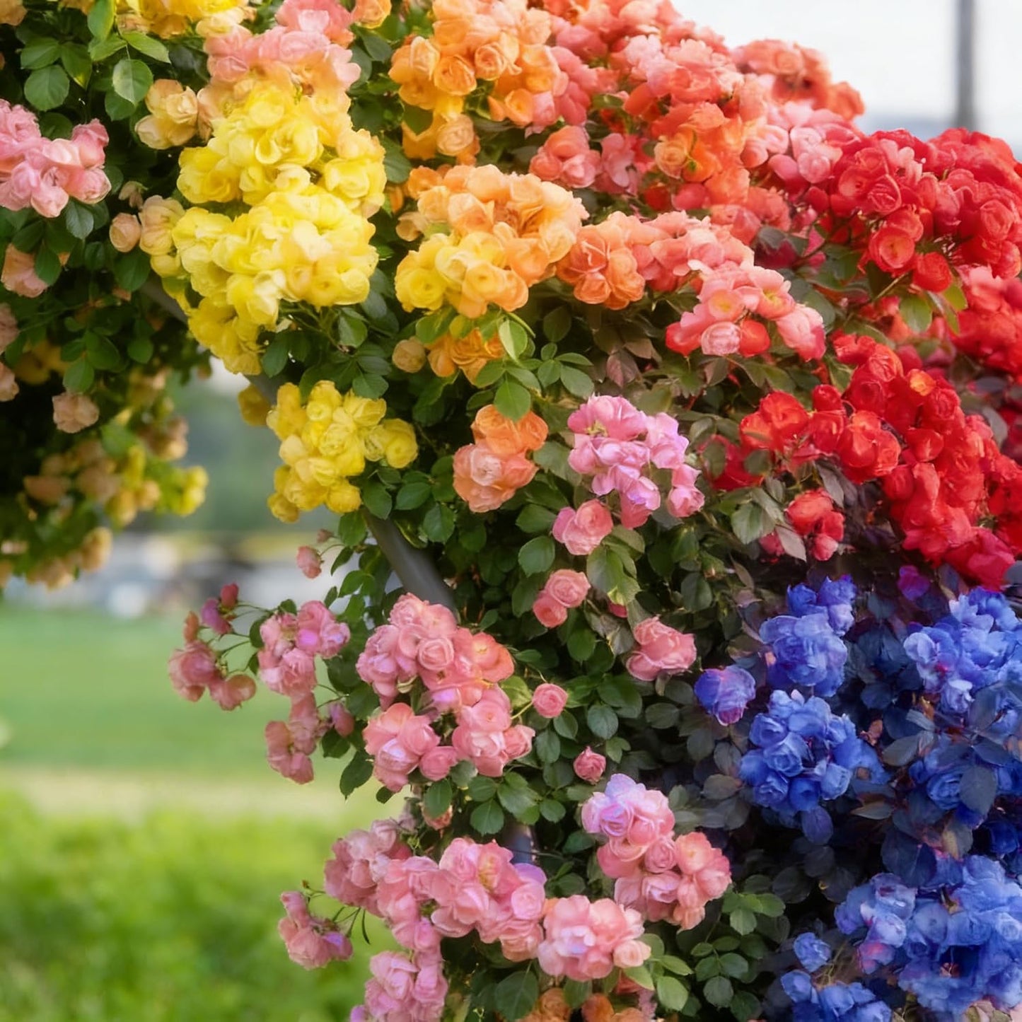 Semillas rosas trepadoras mixtas para jardín y hogar