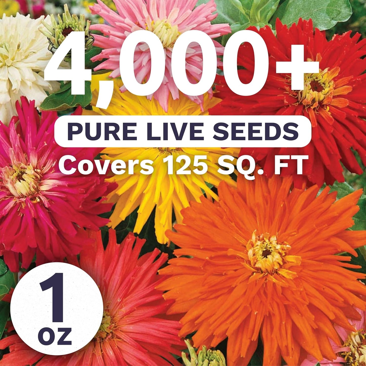 Paquete 1oz 4000 semillas Zinnia elegans