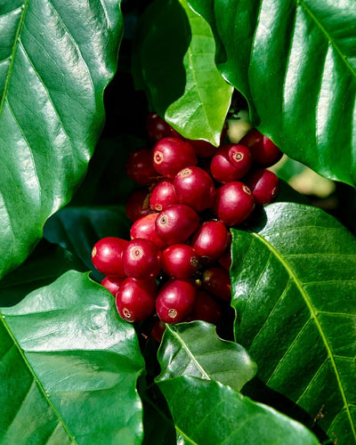 Café Ainanani Kona Catimor orgánico tostado ligero grano entero 100% Kona 10 oz
