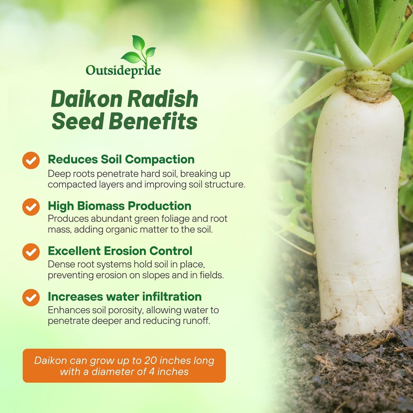 Semillas rábano Daikon 1oz para jardín y cultivo