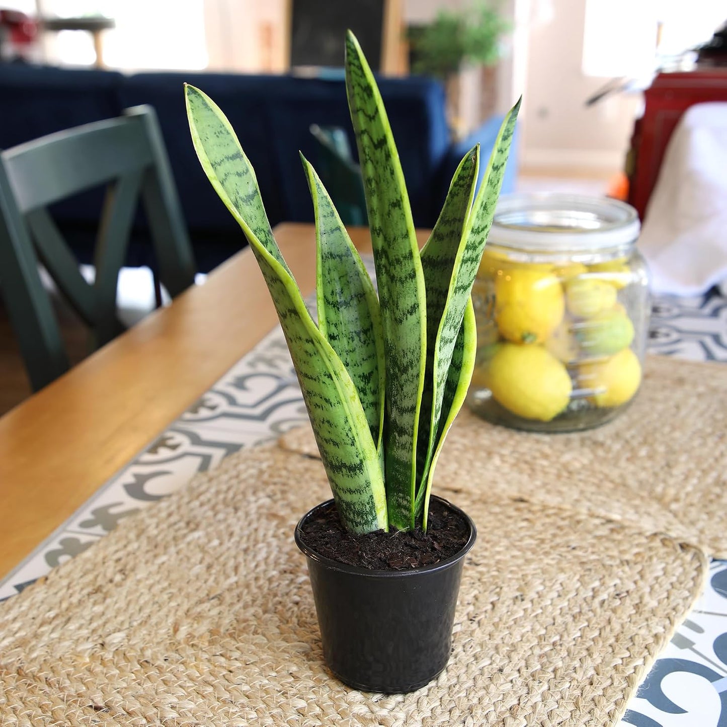 Planta Sansevieria Laurentii en maceta interior