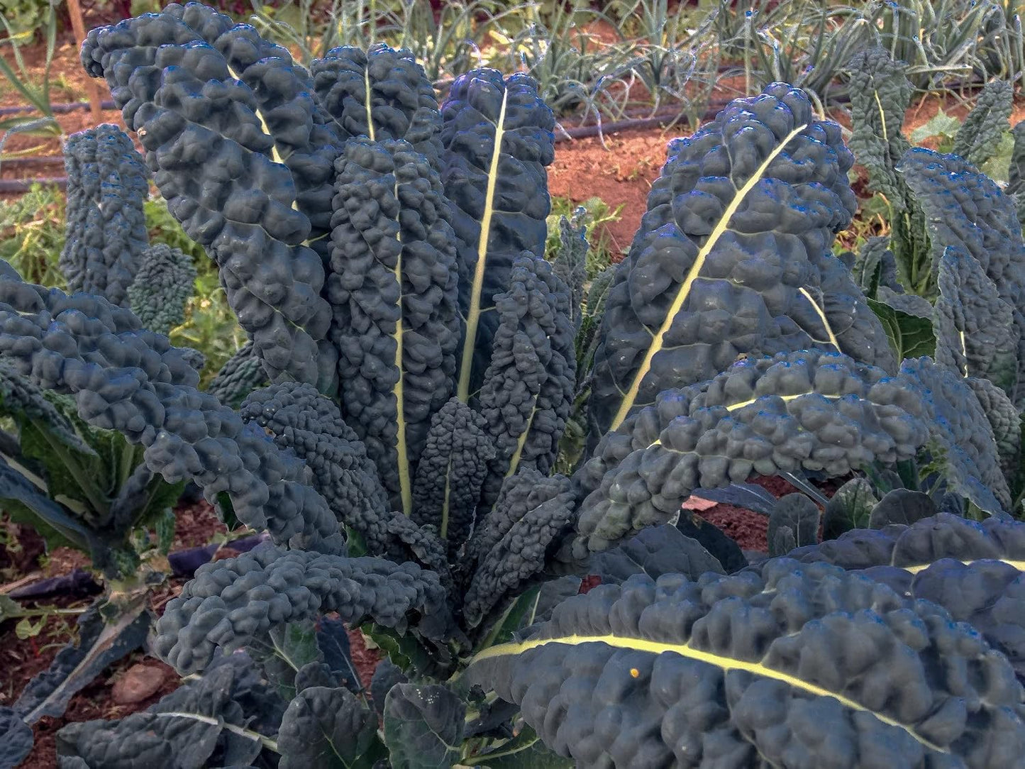 1000 Semillas Col Rizada Lacinato Toscana Negra para Plantar