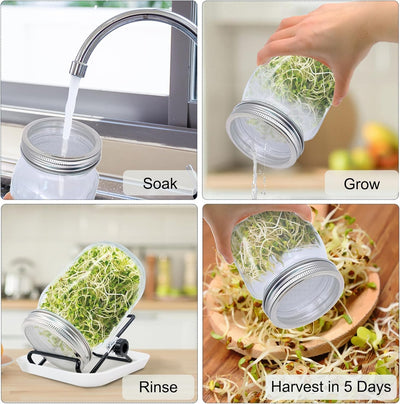 Tarro germinador kit cultivo brotes frijol alfalfa