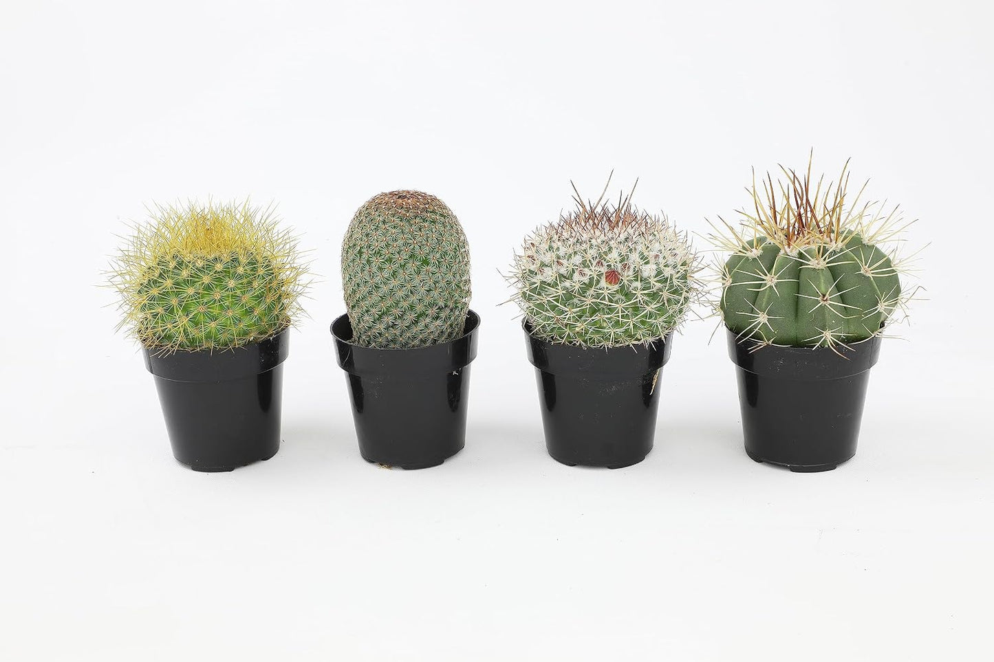 Surtido plantas cactus y suculentas vivas 4 pzas