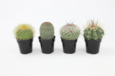 Surtido plantas cactus y suculentas vivas 4 pzas