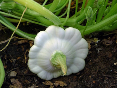 25 Semillas Calabaza Vieira Arbusto Blanco Temprano