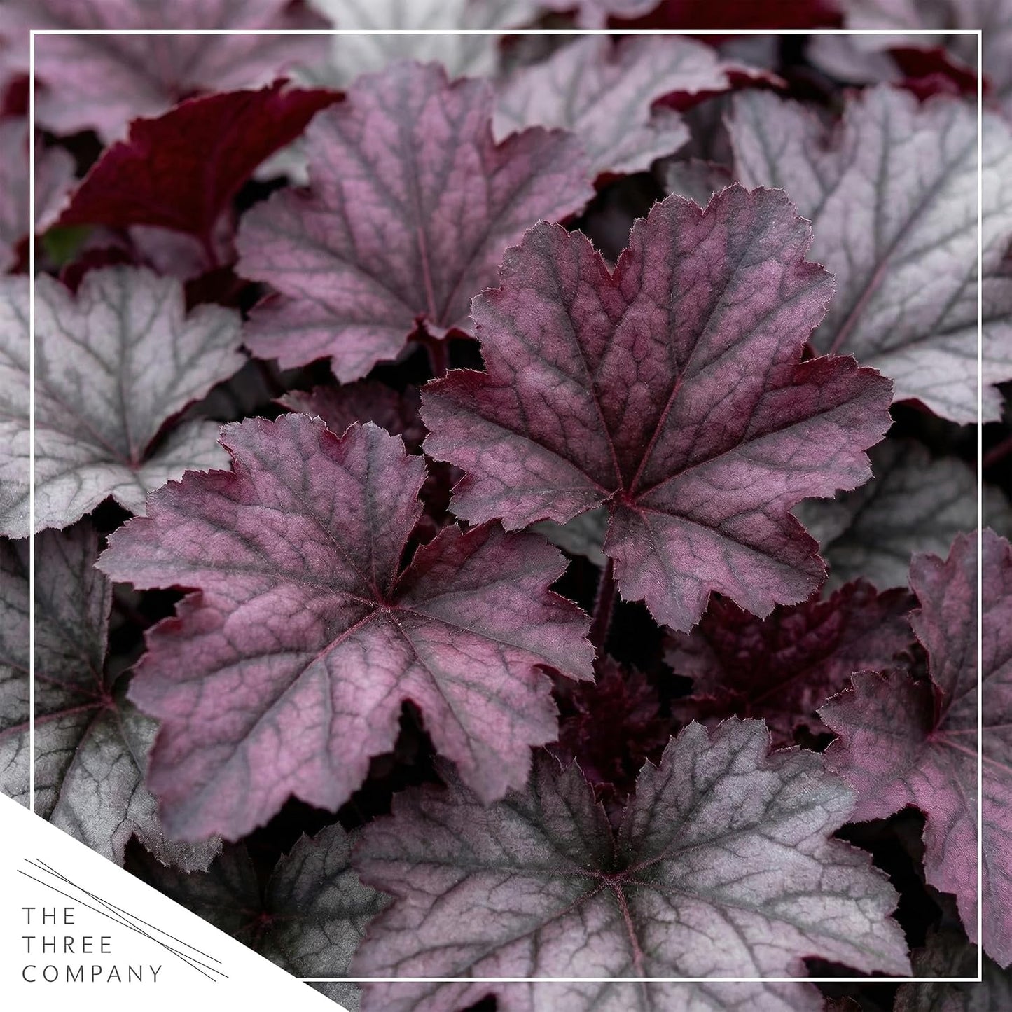 Planta Heuchera Coral Bells 10pulg maceta 1qt