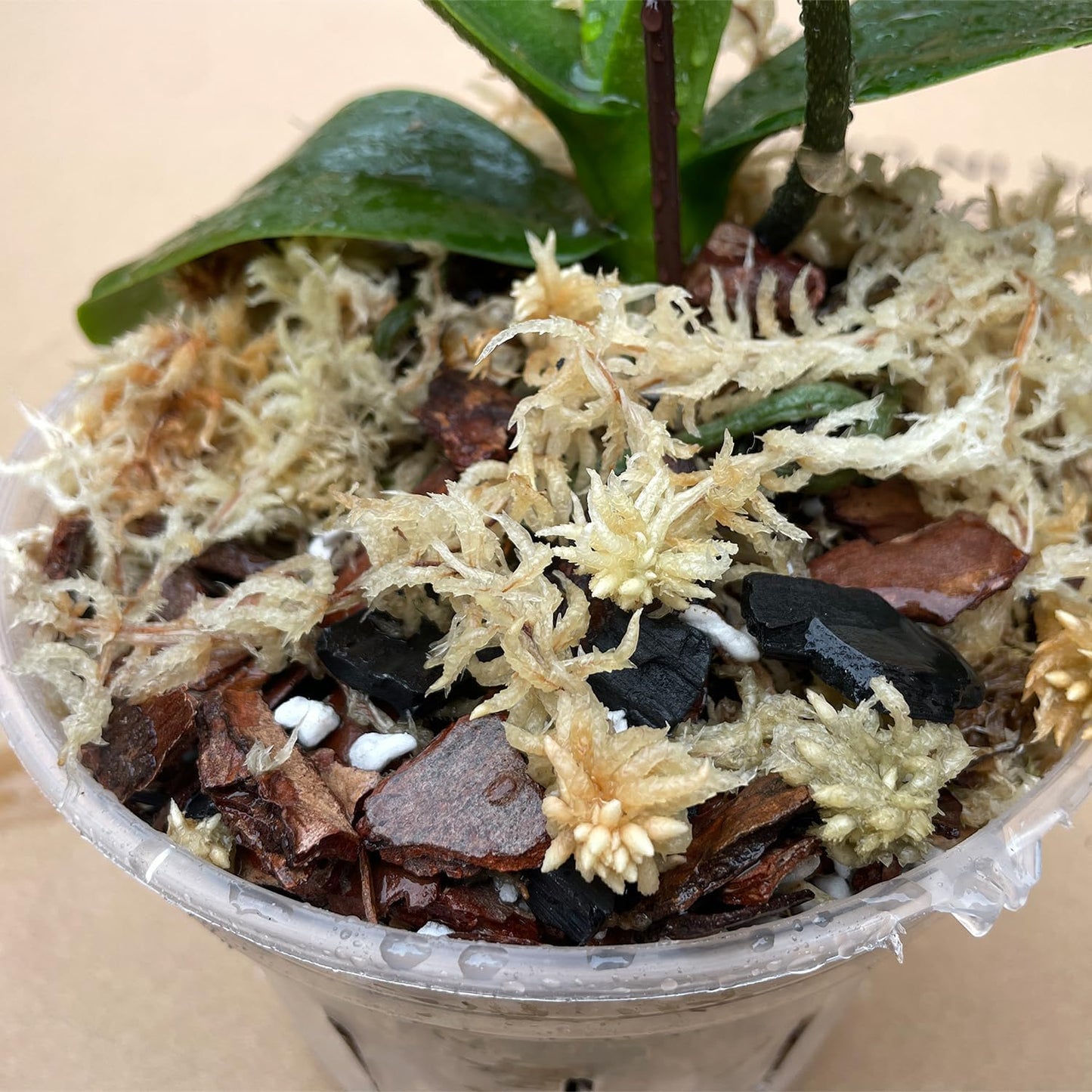Musgo esfagno para enraizamiento de plantas 1.1lib